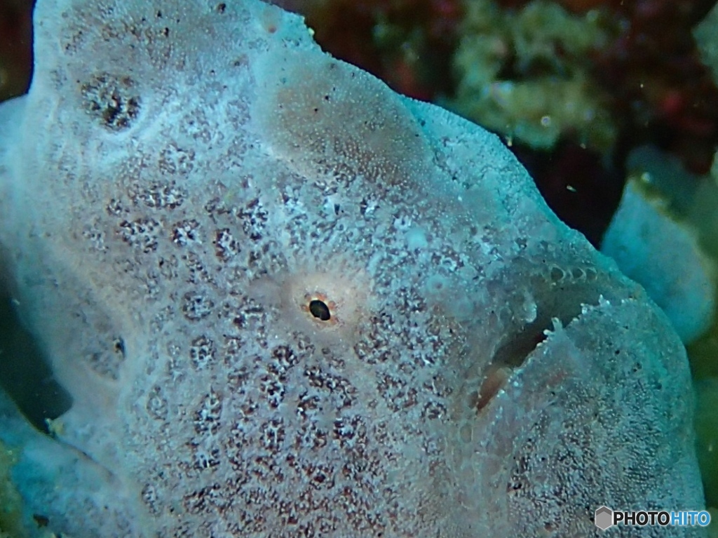 海の中のちいさないのち