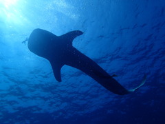 Whaleshark