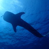 Whaleshark