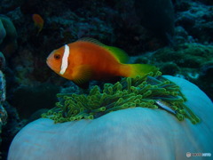 Maldive Anemone Fish
