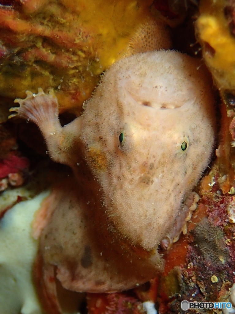 Diving in Izu, Japan