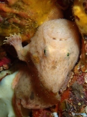 Diving in Izu, Japan