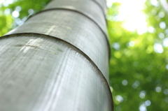 Bamboo in Kamakura