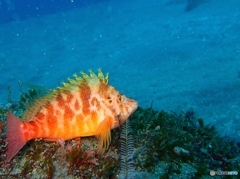 Izu, Japan