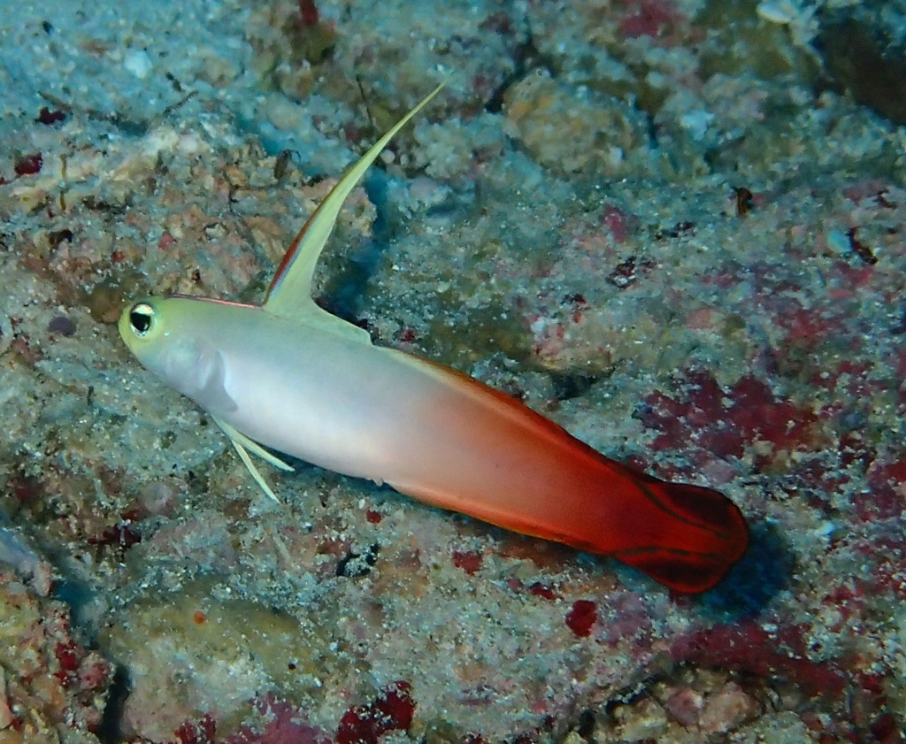 Under the Andaman sea