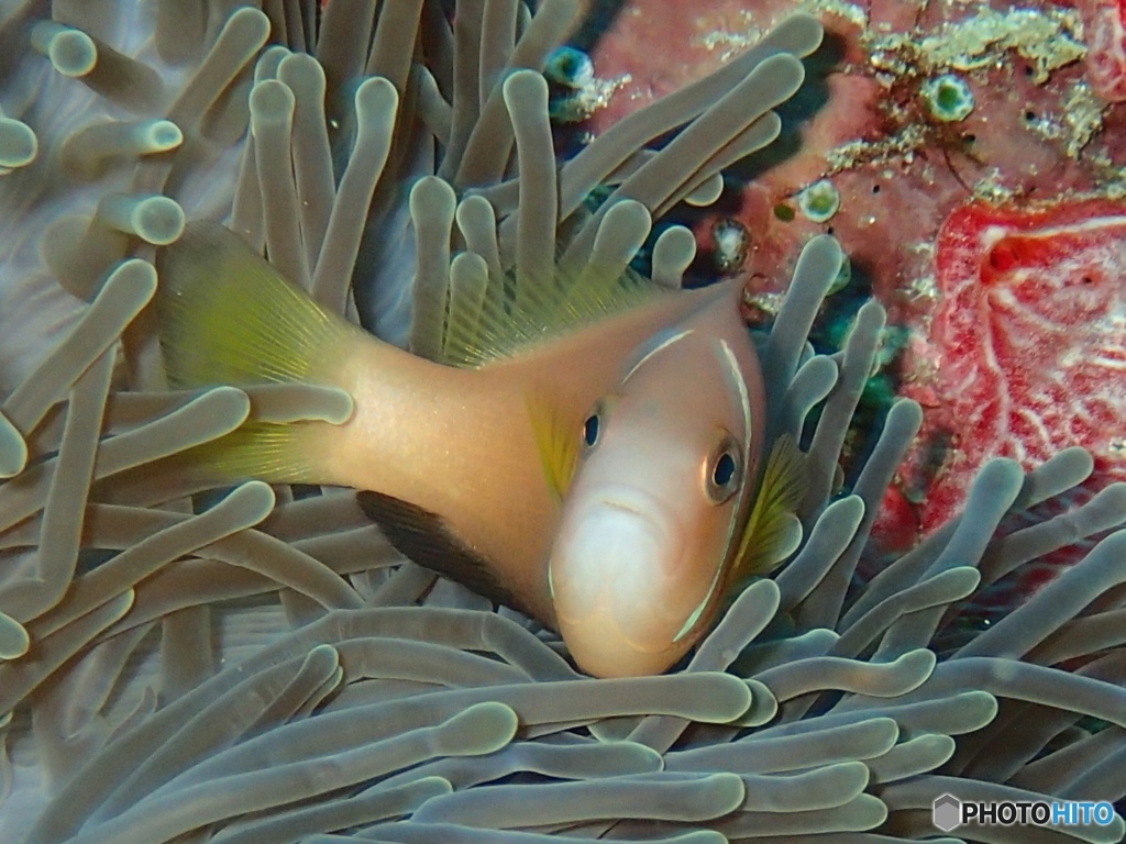 Fish in Maldives