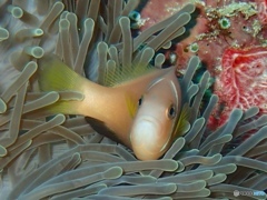 Fish in Maldives
