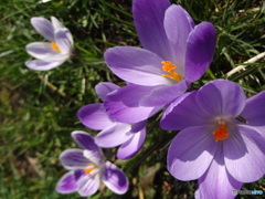 Flowers in the Netherlands