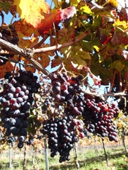 Winery