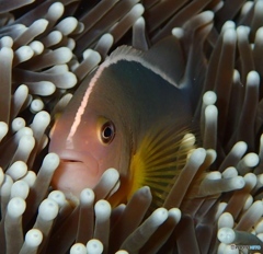 Koh Tao, Thailnad