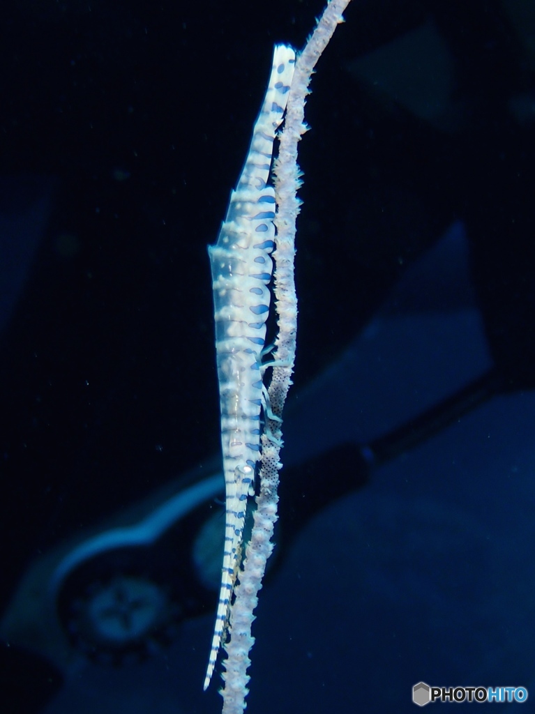 Shrimp in Thailand