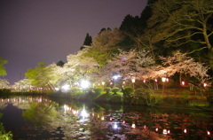 桜と池
