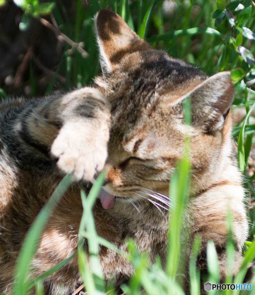 ♪お～れは川原のねこじゃら師