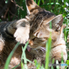 ♪お～れは川原のねこじゃら師