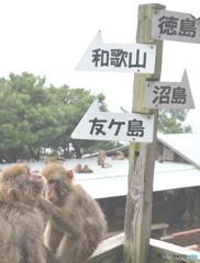 猿ヶ島はどっちだろ？　ここですよ