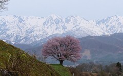 野平の一本桜