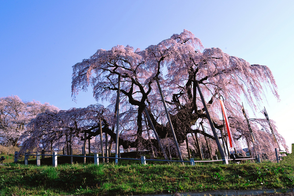 三春の滝桜