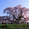 三春の滝桜