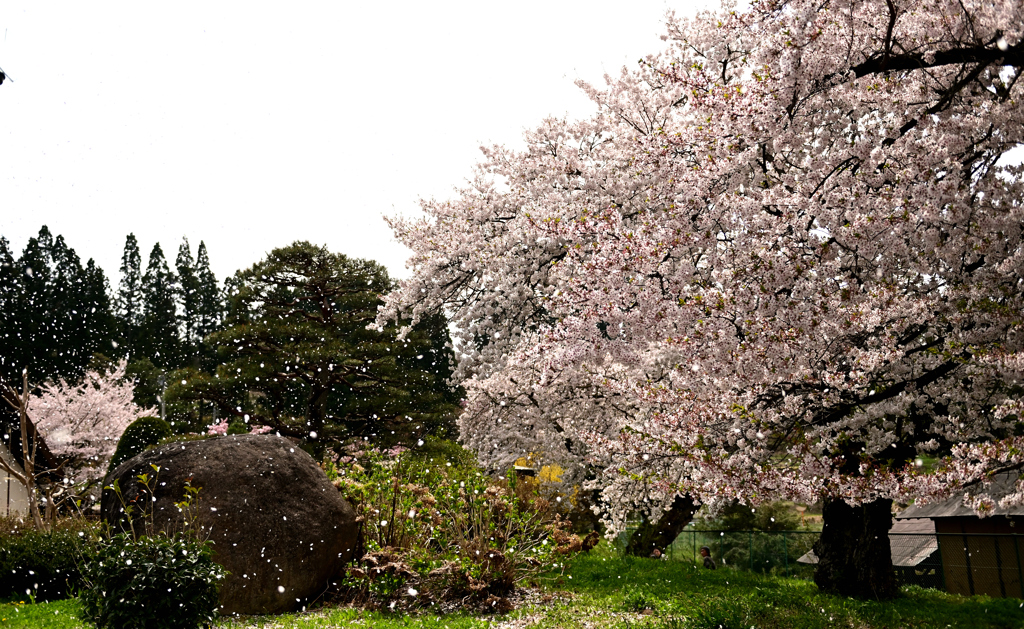 桜吹雪