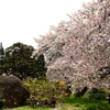 桜吹雪