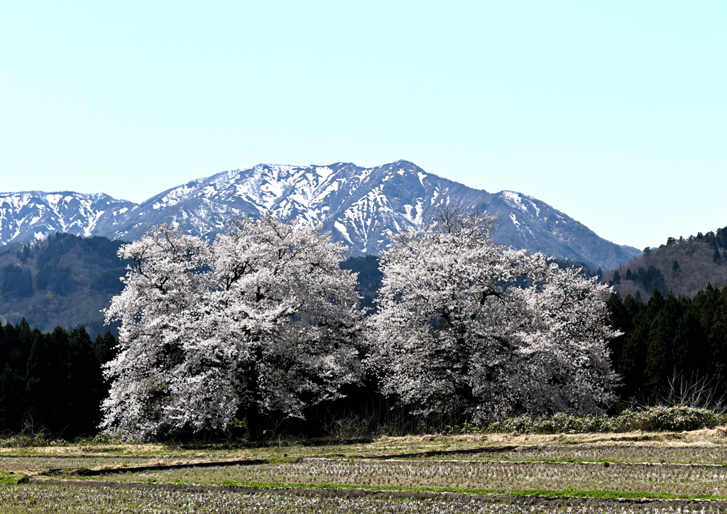 黒岩の夫婦桜