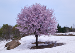 雪上さくら