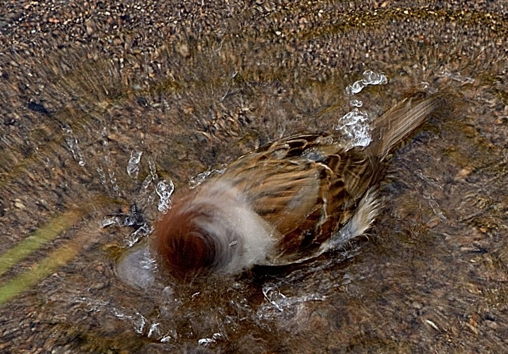 行水
