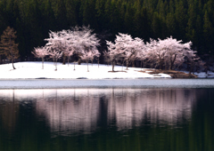 中子の桜