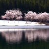 中子の桜