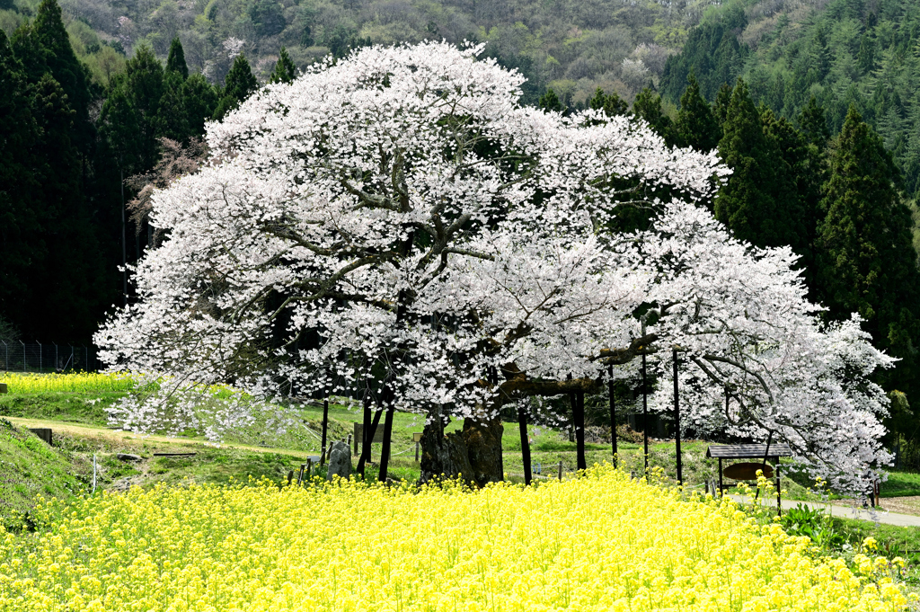 黒部のエドヒガン桜