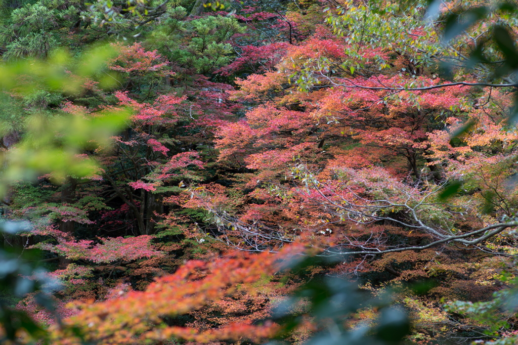 雨の日の散歩。