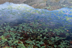 C-PLフィルターの効果。