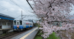 駅の桜。