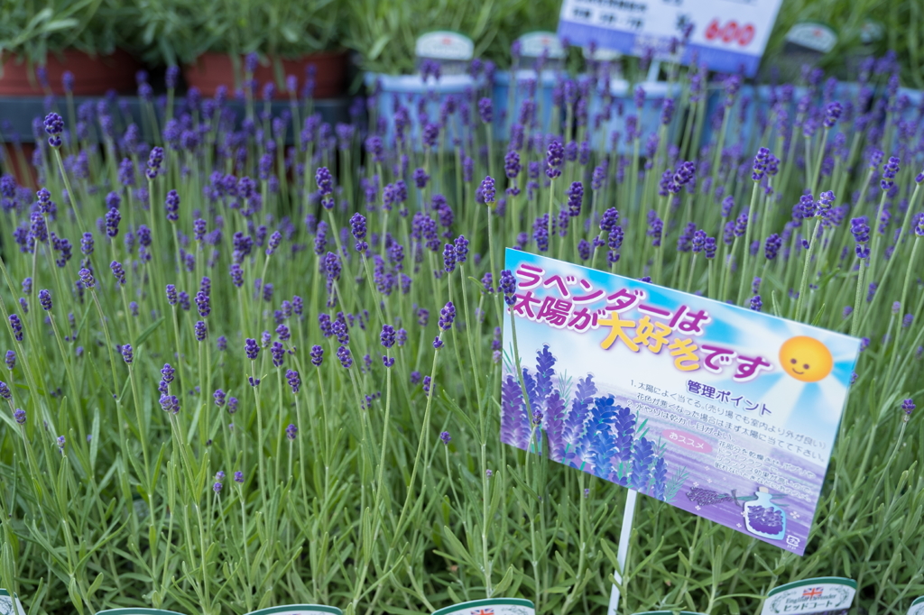 ラベンダー。