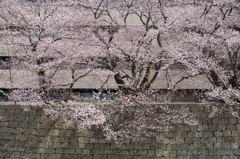 咲いてる。