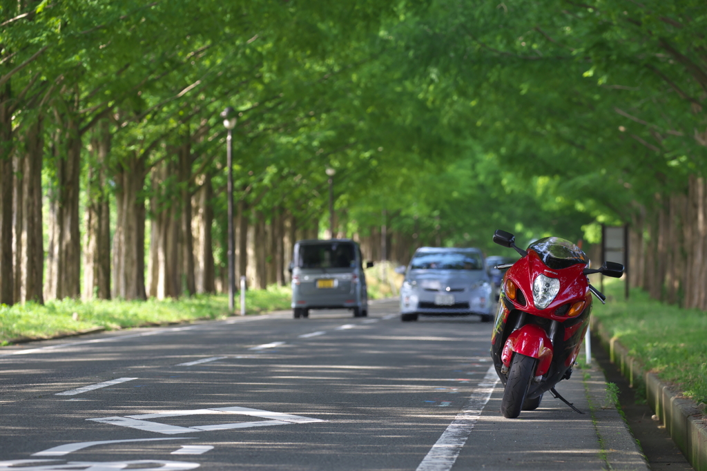 マキノの並木。