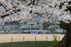 桜の木の下で。