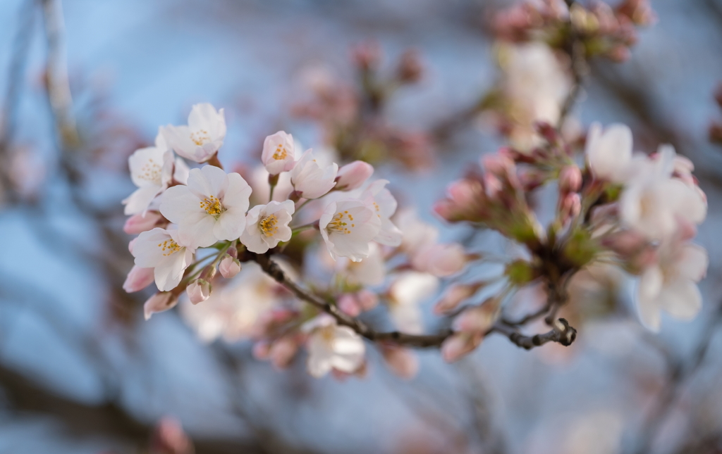 開花。
