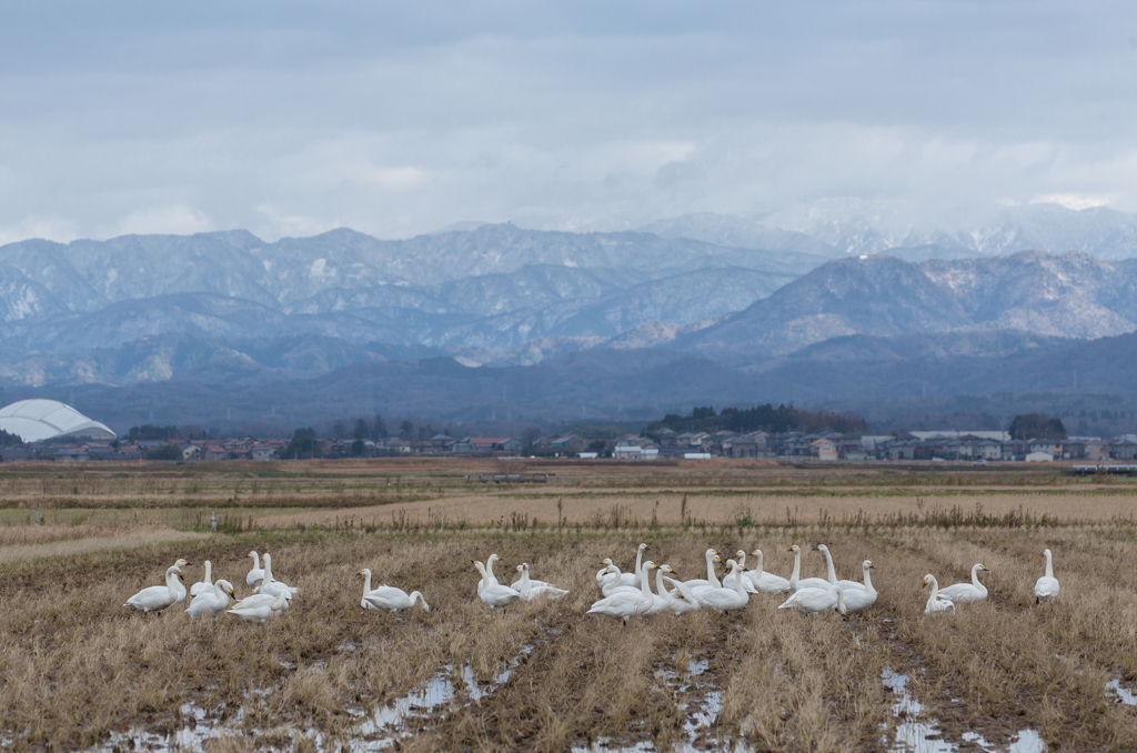 コハクチョウ。