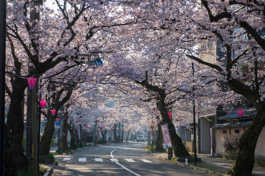 桜のトンネル。