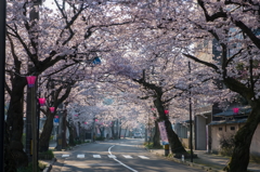 桜のトンネル。