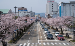 さくら通り。