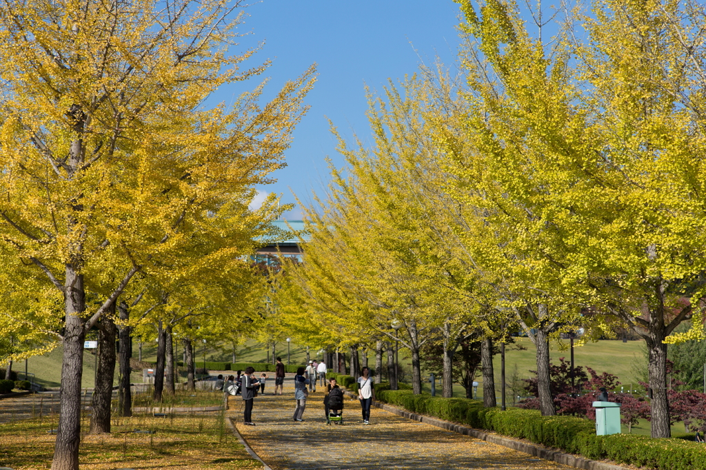銀杏並木。