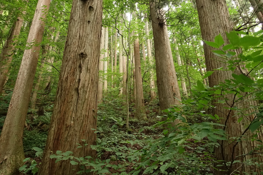 自然に囲まれて