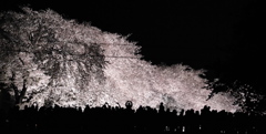 夜桜シルエット