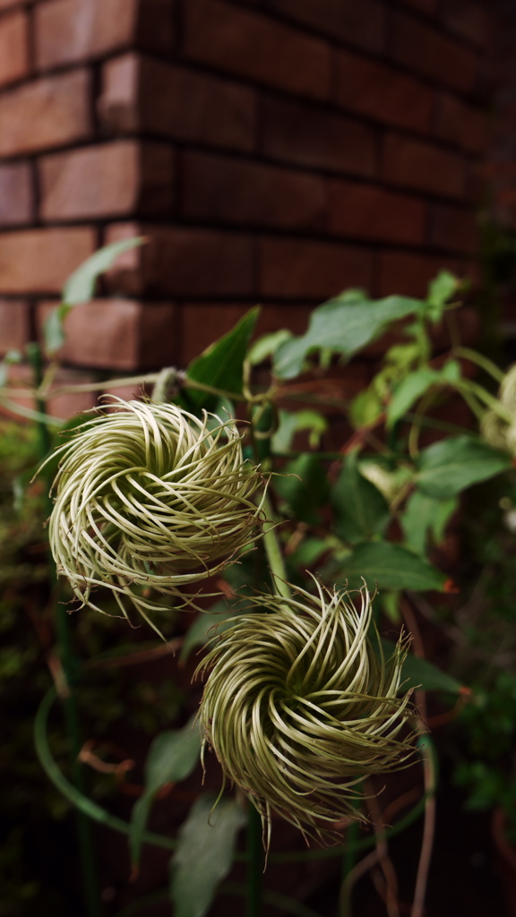 ぐるぐる植物
