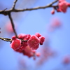 春よ来い