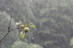 雨の日
