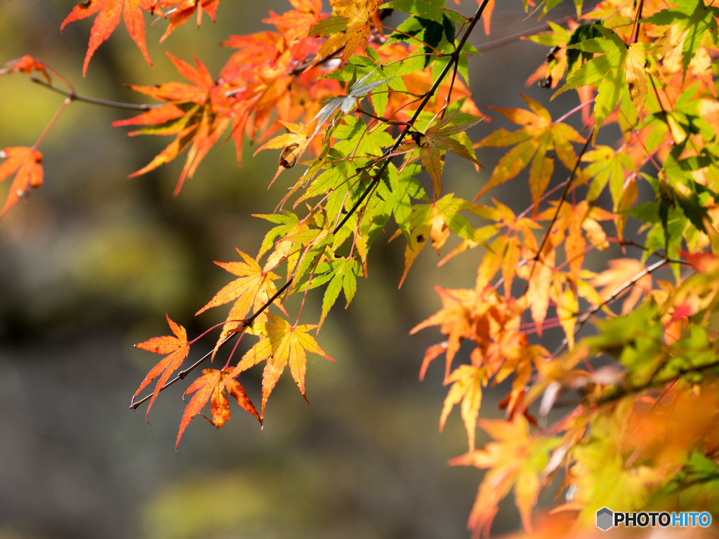 もみじ　～紅葉～