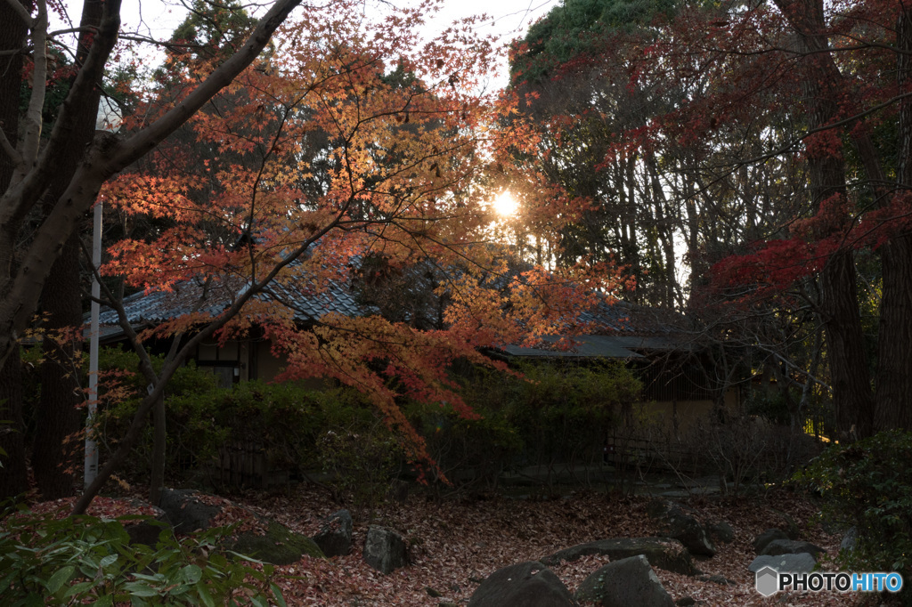 陽と紅葉